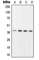 Western blot analysis of RFC2 expression in HEK293T (A); HeLa (B); Raw264.7 (C); H9C2 (D) whole cell lysates.