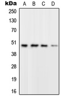 Western blot analysis of RPL3 expression in A549 (A); SP2/0 (B); PC12 (C); Human brain (D) whole cell lysates.
