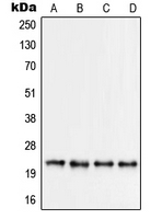 Western blot analysis of RPS9 expression in Jurkat (A); HEK293 (B); HeLa (C); NIH3T3 (D) whole cell lysates.