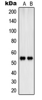 Western blot analysis of SHB (pY246) expression in K562 (A); HepG2 (B) whole cell lysates.