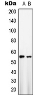 Western blot analysis of GLUT1 expression in HepG2 (A); NIH3T3 (B) whole cell lysates.