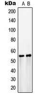 Western blot analysis of GLUT3 expression in COLO205 (A); HepG2 (B) whole cell lysates.