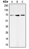 Western blot analysis of GAT1 expression in SHSY5Y (A); NIH3T3 (B); rat brain (C) whole cell lysates.