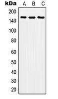 Western blot analysis of SOS2 expression in A549 (A); SP2/0 (B); H9C2 (C) whole cell lysates.