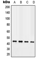 Western blot analysis of TAZ expression in MCF7 (A); NIH3T3 (B); H9C2 (C); human heart (D) whole cell lysates.