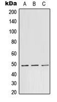 Western blot analysis of TEAD1 expression in A431 (A); Raw264.7 (B); PC12 (C) whole cell lysates.