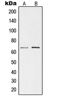 Western blot analysis of TESK1 expression in K562 (A); rat kidney (B) whole cell lysates.