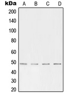 Western blot analysis of AP2 alpha/beta expression in HeLa (A); HepG2 (B); mouse brain (C); rat kidney (D) whole cell lysates.