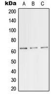 Western blot analysis of TFE3 expression in HeLa (A); mouse lung (B); PC12 (C) whole cell lysates.