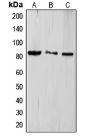 Western blot analysis of TLE4 expression in HeLa (A); Jurkat (B); HEK293T (C) whole cell lysates.