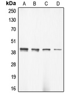 Western blot analysis of Alpha-actin-3 expression in DLD (A); HeLa (B); mouse brain (C); rat brain (D) whole cell lysates.