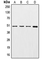 Western blot analysis of Gamma-tubulin expression in A549 (A); HeLa (B); HEK293T (C); NIH3T3 (D) whole cell lysates.