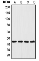Western blot analysis of UGCG expression in A375 (A); MCF7 (B); Raw264.7 (C); PC12 (D) whole cell lysates.
