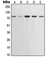 Western blot analysis of XRCC1 expression in MCF7 (A); U2OS (B); A431 (C); SHSY5Y (D); Saos2 (E) whole cell lysates.