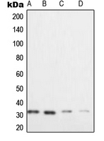Western blot analysis of XRCC2 expression in HeLa (A); Raji (B); SW480 (C); Caco2 (D) whole cell lysates.
