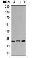 Western blot analysis of CACNG1 expression in HeLa (A); SP2/0 (B); H9C2 (C) whole cell lysates.
