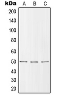 Western blot analysis of ZIP7 expression in MCF7 (A); SP2/0 (B); H9C2 (C) whole cell lysates.