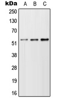 Western blot analysis of TFEB expression in A549 (A); NIH3T3 (B); H9C2 (C) whole cell lysates.