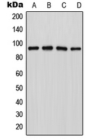 Western blot analysis of LZTR1 expression in Jurkat (A); MCF7 (B); NIH3T3 (C); PC12 (D) whole cell lysates.