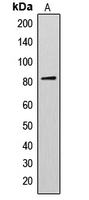 Western blot analysis of AKAP17A expression in Jurkat (A) whole cell lysates.