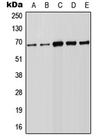 Western blot analysis of FOXN1 expression in Raji (A); HeLa (B); A549 (C); NIH3T3 (D); PC12 (E) whole cell lysates.