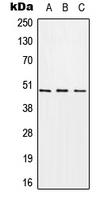 Western blot analysis of CHST1 expression in A549 (A); Raw264.7 (B); PC12 (C) whole cell lysates.