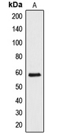 Western blot analysis of API5 expression in HeLa (A) whole cell lysates.