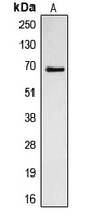 Western blot analysis of CDC23 expression in Jurkat (A) whole cell lysates.