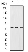 Western blot analysis of URI1 expression in Jurkat (A); Raw264.7 (B); PC12 (C) whole cell lysates.