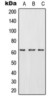 Western blot analysis of CES2 expression in HepG2 (A); SP2/0 (B); H9C2 (C) whole cell lysates.