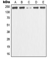 Western blot analysis of GANP expression in HeLa (A); MCF7 (B); Raw264.7 (C); mouse liver (D); rat kidney (E) whole cell lysates.