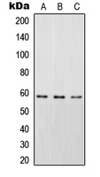 Western blot analysis of STAM2 (pY192) expression in HEK293T EGF-treated (A); SP2/0 EGF-treated (B); rat spleen (C) whole cell lysates.