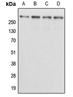 Western blot analysis of Kalirin expression in HEK293T (A); NIH3T3 (B); H9C2 (C); mouse brain (D) whole cell lysates.
