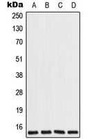 Western blot analysis of COX7A2L expression in Jurkat (A); HeLa (B); Raw264.7 (C); H9C2 (D) whole cell lysates.