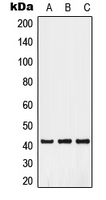 Western blot analysis of GPR52 expression in A549 (A); HuvEc (B); HepG2 (C) whole cell lysates.