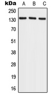 Western blot analysis of RECQL4 expression in HeLa (A); NIH3T3 (B); rat brain (C) whole cell lysates.
