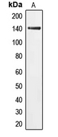 Western blot analysis of PERK expression in HeLa (A) whole cell lysates.