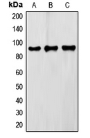 Western blot analysis of FXR2 expression in Raw264.7 (A); HepG2 (B); HeLa (C) whole cell lysates.