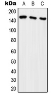Western blot analysis of ARHGEF10 expression in HeLa (A); HEK293T (B); SP2/0 (C) whole cell lysates.