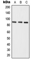 Western blot analysis of Semaphorin 3E expression in A549 (A); mouse liver (B); rat liver (C) whole cell lysates.