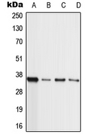Western blot analysis of MLL4 expression in HL60 (A); A549 (B); NIH3T3 (C); H9C2 (D) whole cell lysates.