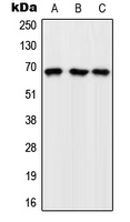 Western blot analysis of GFR expression in K562 (A); Raw264.7 (B); H9C2 (C) whole cell lysates.
