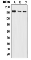 Western blot analysis of BMS1 expression in MCF7 (A); Raw264.7 (B); H9C2 (C) whole cell lysates.