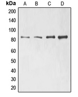 Western blot analysis of ELMO1 expression in Jurkat (A); H1299 (B); HeLa (C); HL60 (D) whole cell lysates.
