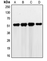 Western blot analysis of G3BP2 expression in HEK293T (A); RT4 (B); Jurkat (C); K562 (D) whole cell lysates.