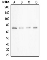 Western blot analysis of UBA2 expression in A549 (A); Caco2 (B); HeLa (C); HepG2 (D) whole cell lysates.