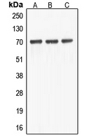 Western blot analysis of ABCF2 expression in HEK293T (A); HeLa (B); NIH3T3 (C) whole cell lysates.