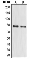 Western blot analysis of MPP10 expression in HeLa (A); MCF7 (B) whole cell lysates.