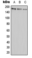 Western blot analysis of ABCA9 expression in HEK293T (A); Raw264.7 (B); PC12 (C) whole cell lysates.