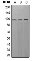 Western blot analysis of EPAC1 expression in A549 (A); SP2/0 (B); H9C2 (C) whole cell lysates.